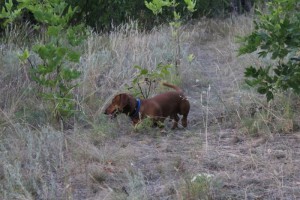 dachshund